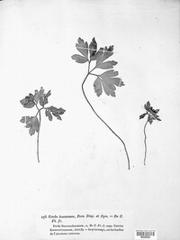 Urocystis anemones image